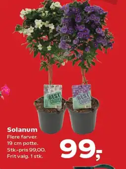 SuperBrugsen Solanum Flere farver tilbud