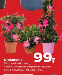 SuperBrugsen Dipladenia Flere varianter, vælg tilbud