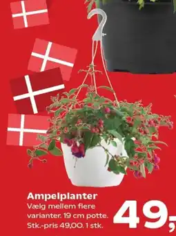 SuperBrugsen Ampelplanter tilbud