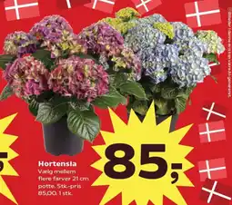 SuperBrugsen Hortensia tilbud