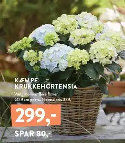 Plantorama KÆMPE KRUKKEHORTENSIA tilbud