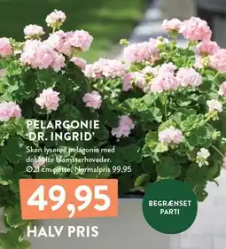 Plantorama PELARGONIE 'DR. INGRID' tilbud
