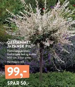 Plantorama OPSTAMMET JAPANSK PIL tilbud