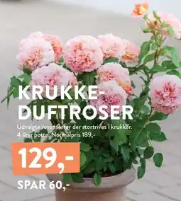 Plantorama KRUKKE DUFTROSER tilbud