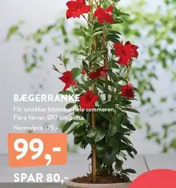BÆGERRANKE