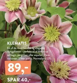Plantorama KLEMATIS tilbud