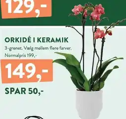 Plantorama ORKIDÉ I KERAMIK tilbud