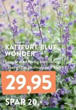 Plantorama KATTEURT 'BLUE WONDER' tilbud