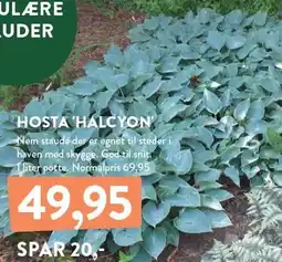 Plantorama HOSTA 'HALCYON' tilbud