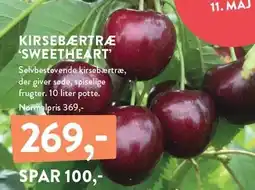 Plantorama KIRSEBÆRTRÆ 'SWEETHEART' tilbud