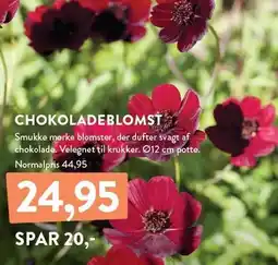 Plantorama CHOKOLADEBLOMST tilbud