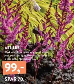 Plantorama ASTILBE tilbud