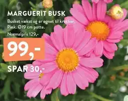 Plantorama MARGUERIT BUSK tilbud