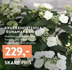 Plantorama KRUKKEHORTENSIA 'RUNAWAY BRIDE' tilbud