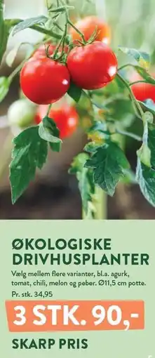 Plantorama ØKOLOGISKE DRIVHUSPLANTER tilbud