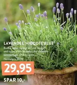 Plantorama LAVENDEL 'HIDCOTE BLUE' tilbud