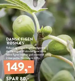 Plantorama DANSK FIGEN 'RØSNÆS' tilbud