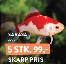 Plantorama SARASA tilbud