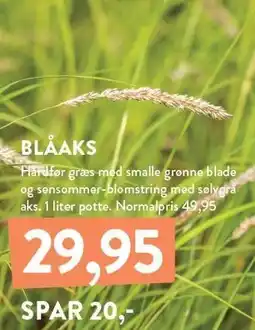 Plantorama BLÅAKS tilbud