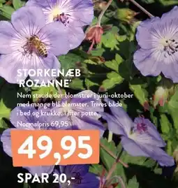 Plantorama STORKENÆB 'ROZANNE' tilbud