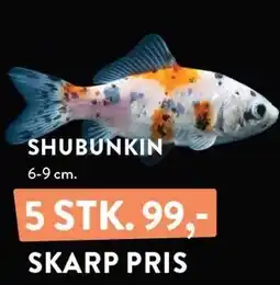 Plantorama SHUBUNKIN tilbud