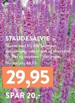 Plantorama STAUDESALVIE tilbud