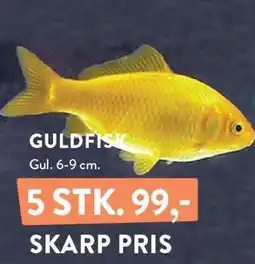 Plantorama GULDFISK tilbud