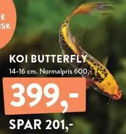 Plantorama KOI BUTTERFLY tilbud