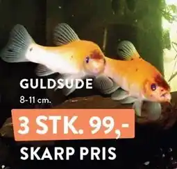 Plantorama GULDSUDE tilbud