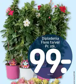 REMA 1000 Dipladenia tilbud