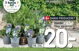 REMA 1000 Stauder Flere varianter tilbud