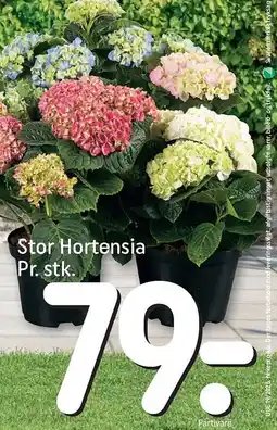 REMA 1000 Stor Hortensia tilbud