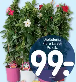 REMA 1000 Diapladenia tilbud