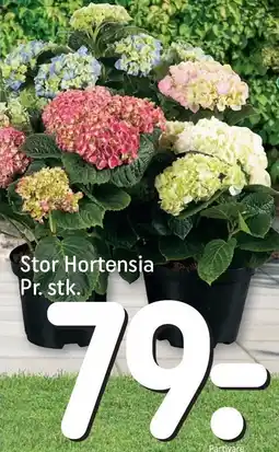 REMA 1000 Stor Hortensia tilbud