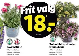Lidl Planter tilbud