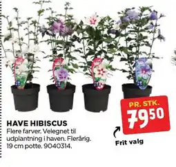 jem & fix Have Hibiscus tilbud
