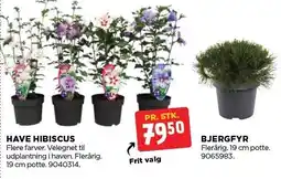jem & fix HAVE HIBISCUS ELLER BJERGFYR tilbud