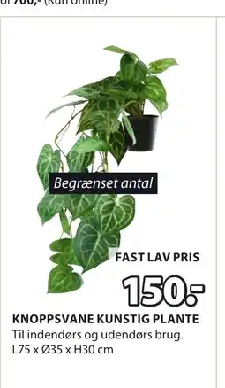 JYSK KNOPPSVANE KUNSTIG PLANTE tilbud