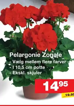 Bauhaus Pelargonie Zonale tilbud