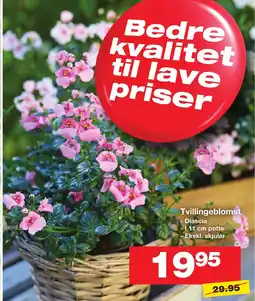 Bauhaus Tvillingeblomst tilbud