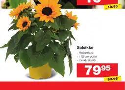 Bauhaus Solsikke Helianthus tilbud