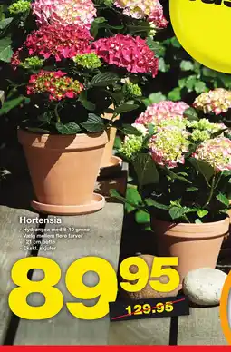 Bauhaus Hortensia tilbud