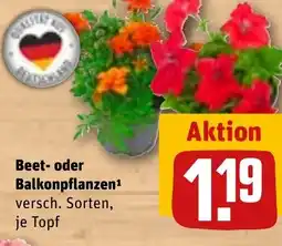 REWE DE Beet- oder Balkonpflanzen tilbud