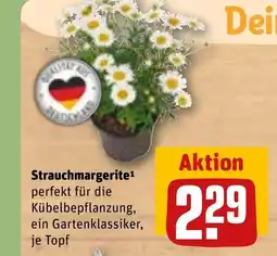 REWE DE Strauchmargerite tilbud