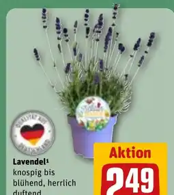 REWE DE Lavendel¹ knospig bis blühend, herrlich tilbud