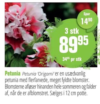 Petunia