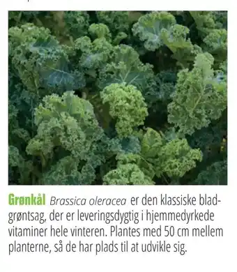 Grønkål