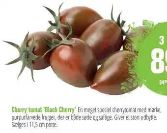 Cherry tomat 'Black Cherry'