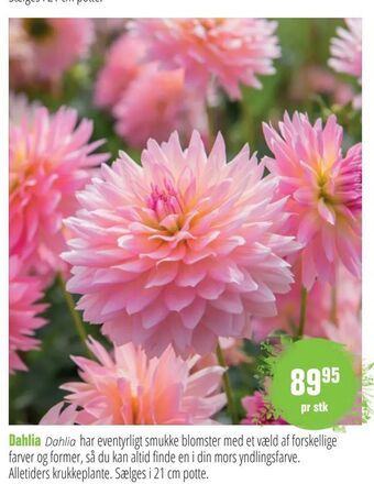 Dahlia