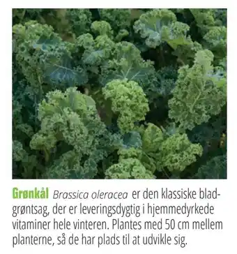 Grønkål